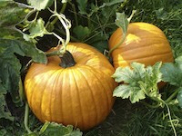 Zdroj: Isifa/Thinkstock