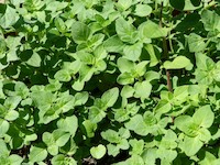 Oregano neboli dobromysl - bylinka pro chuť i pro zdraví