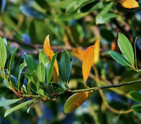Vavřín (bobkový list) - okrasný keř i léčitel